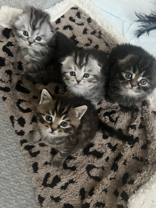 Чистокровные шотландские ( мама - прямые ушки, папа вислоухий)