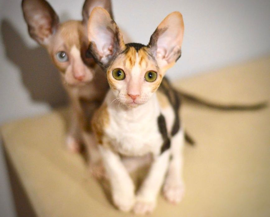 Koteczka Cornish rex