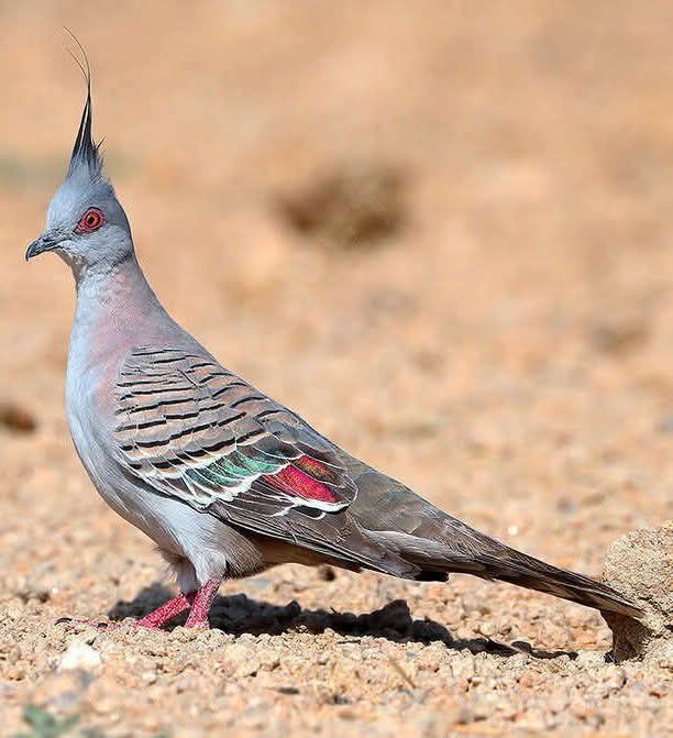 Rolas de Crista (Aves Legais Registadas no ICNF)