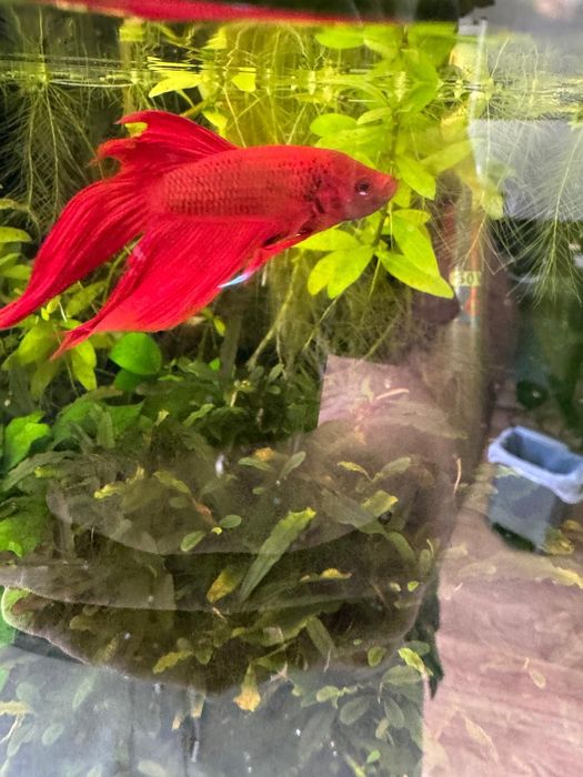 Peixe Betta Aquário