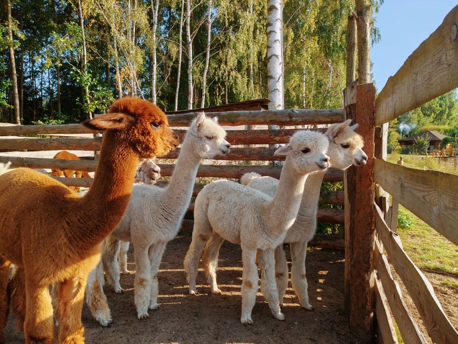 Alpaki,alpaka,samice