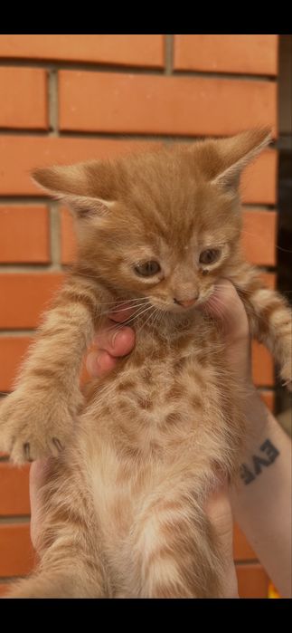 Бесплатно котята мальчик и девочка