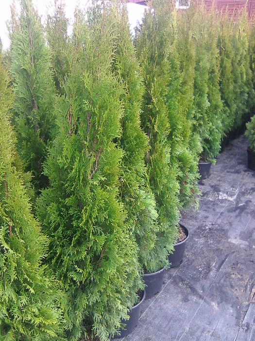 Tuje, Thuja szmaragd 110,130,150,180,200cm PRODUCENT