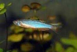 Danio tęczowy • Brachydanio albolineata