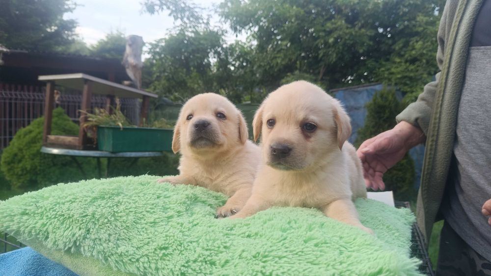 Labrador suczka [ szczeniak ]
