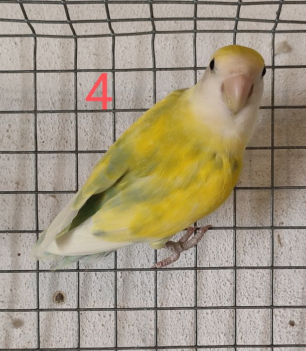 Aves Roseicollis adultos