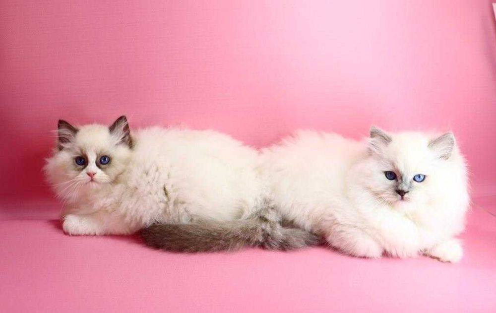 Найласкавіша порода кішок-реґдолл