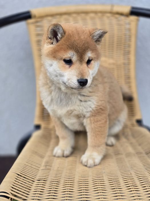 SHIBA INU szczenię suczka szczeniaki do odbioru