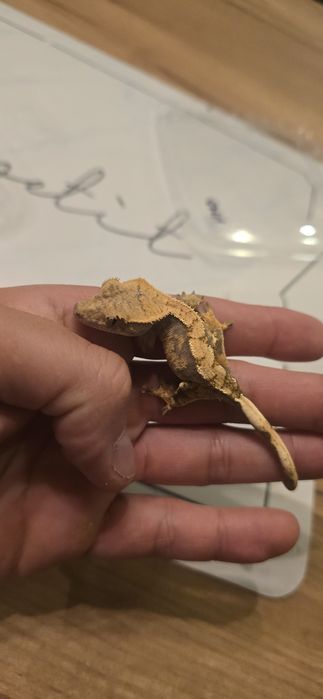 Młode gekony orzęsione piękne odmiany