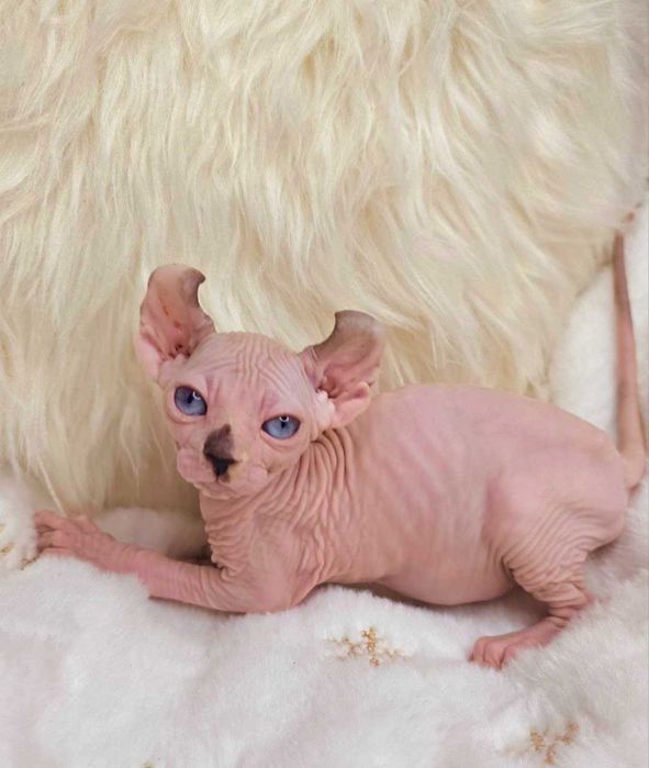 Кіра - Блакитноока дівчинка породи Ельф