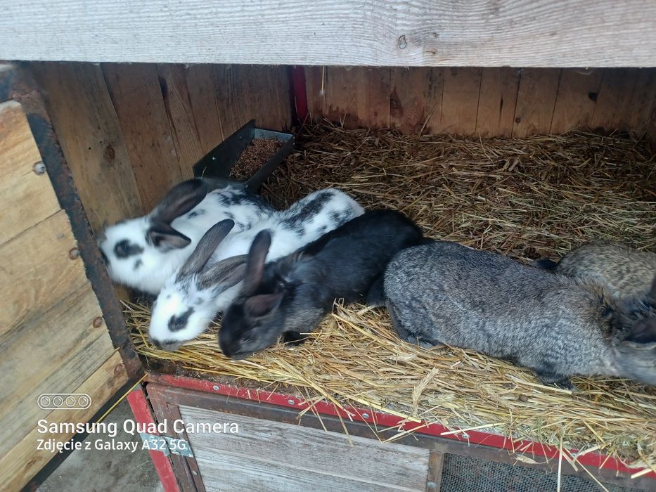 Sprzedam kroliki