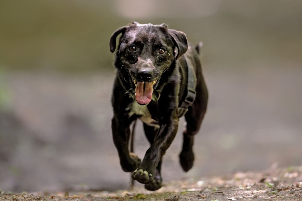 Raki, bardzo źle mu w schronisku, adoptuj