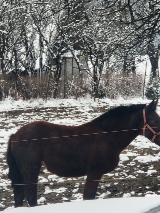 Źrebica 17 miesięcy