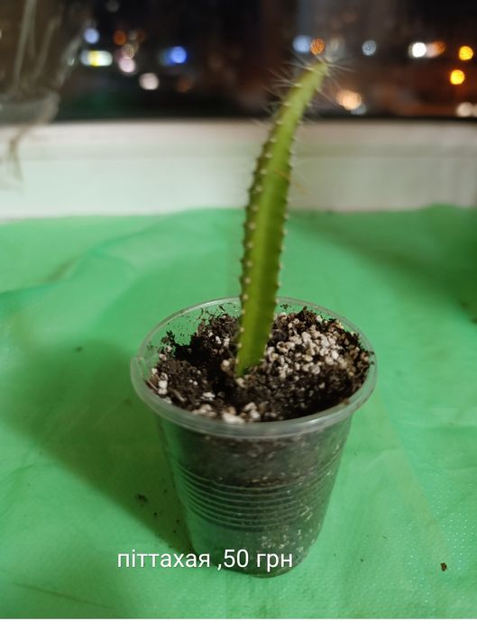 Екзотичні рослини