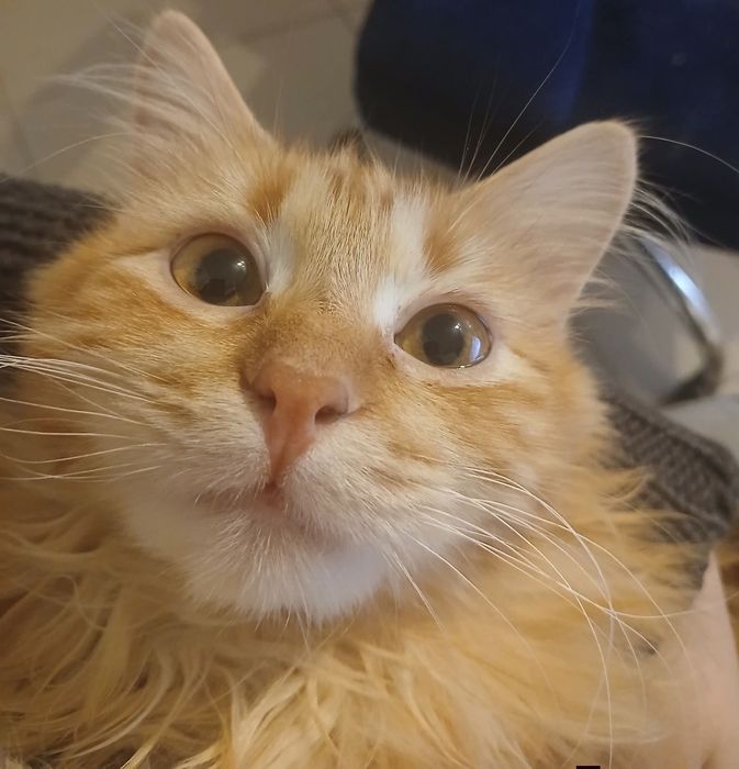 Kotek w typie syberyjskim