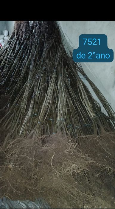 castanheiros híbridos (in  vitro e amontoa), em vaso e raiz nua