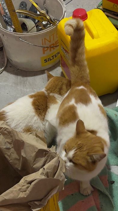 Кастровані киці срочно