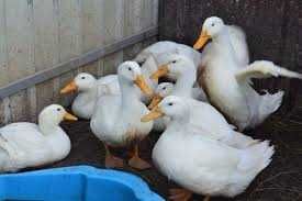 Інкубаційне яйце Качка СТар 53