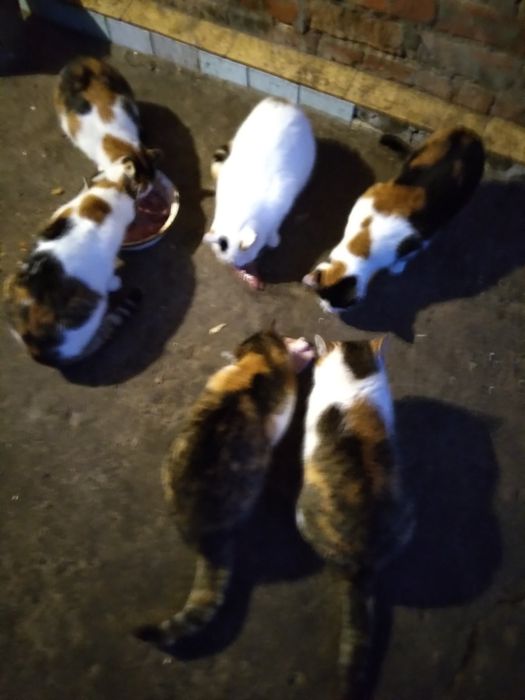 Стерелізовані котики в добрі руки