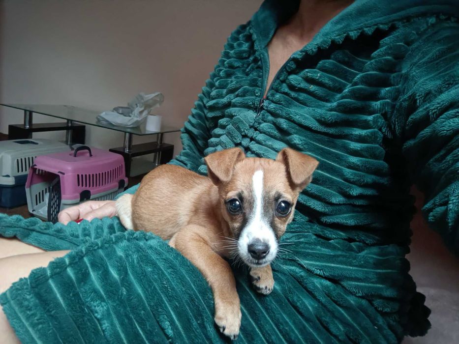 Maleńka, cudna, przeeekochana, bezdomna ok 2-3 mies sunia szuka domu