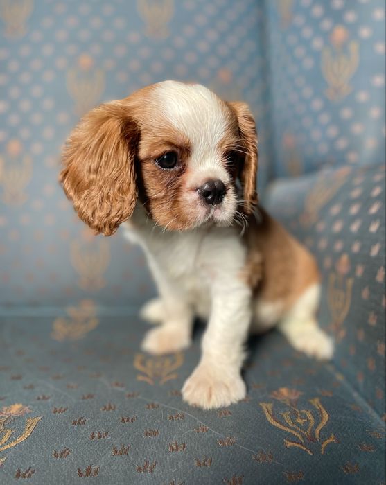 Cavalier king charles spaniel