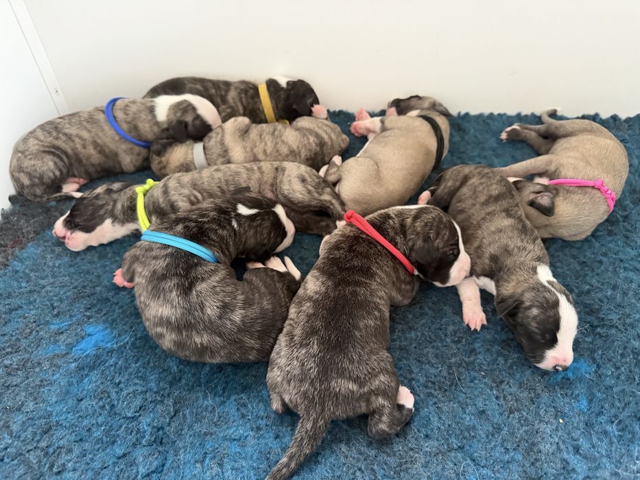 Chart Angielski WHIPPET