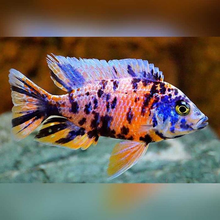 Cicllidios africanos Aulonocara marmalade cat ob alevinos