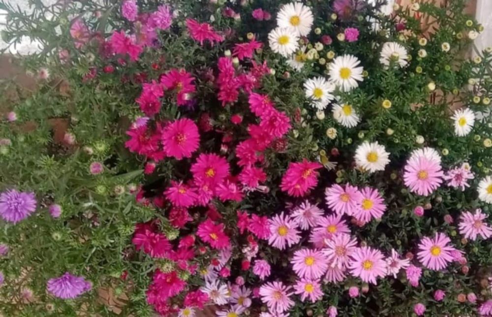 Гладіолуси морозець кніфофія гіацинти мускарики випродую здорові цибул