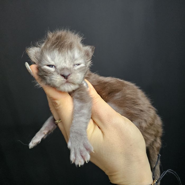 Kociaki   Maine coon rodowód Fpl