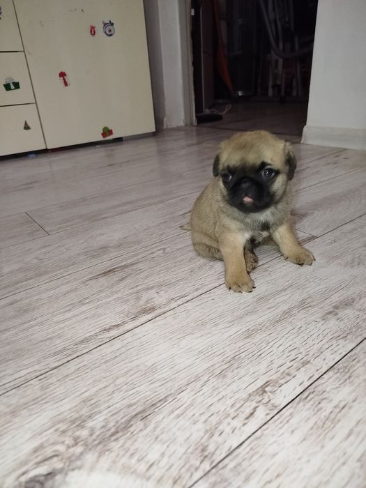Mops suczka 05.01.2026