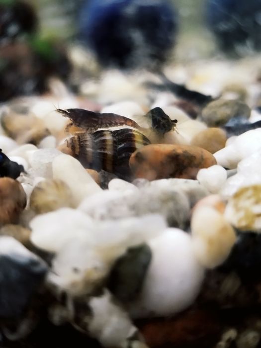 Krewetki Black dorosłe