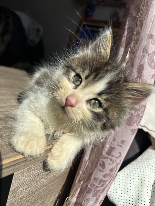 Віддам кошенят у добрі руки