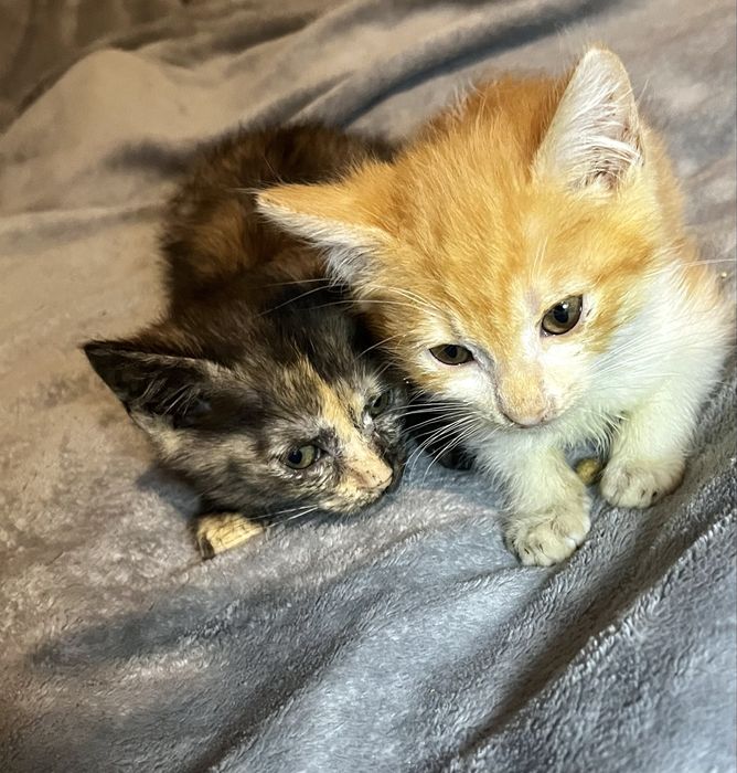 Отдаю котят в хорошие руки