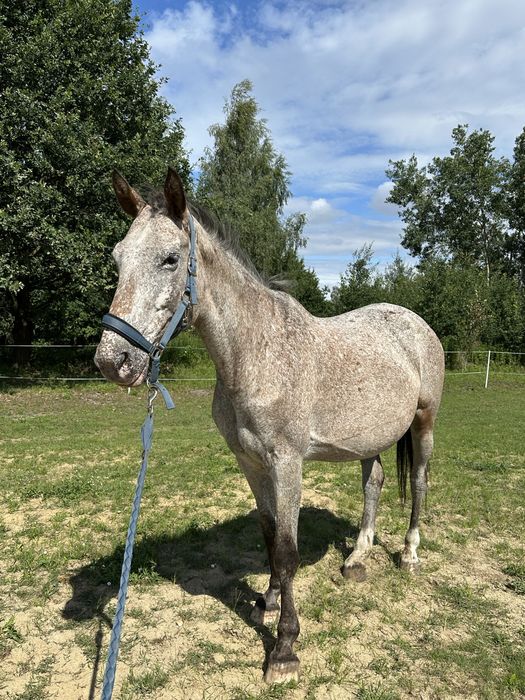 Klacz 16 lat tereny małe skoki 160cm