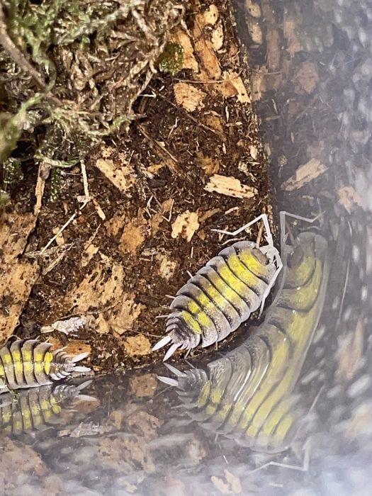 Isopody, prosionki, ekipa sprzątająca do terrarium