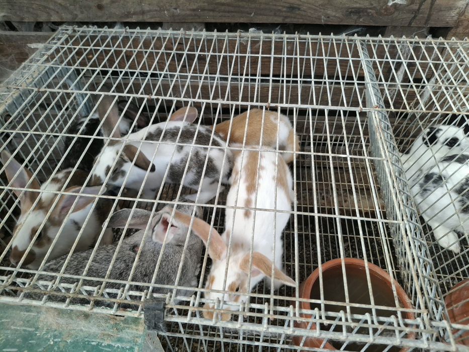Coelhos  caseiros