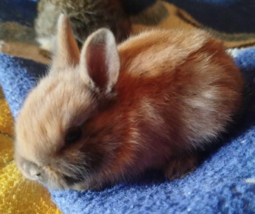 Kroliki mini Teddy i Lewek