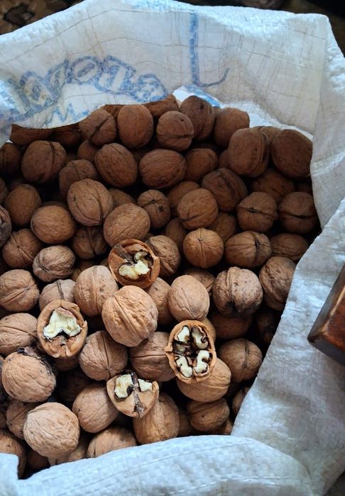 ПРОДАМ ВОЛОСЬКІ ГОРІХИ. Конотоп Сумська обл.