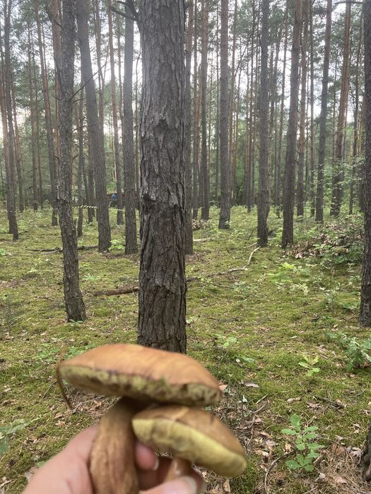 Własny dom w lesie-działka 2500m2  Kolonia Karczmy