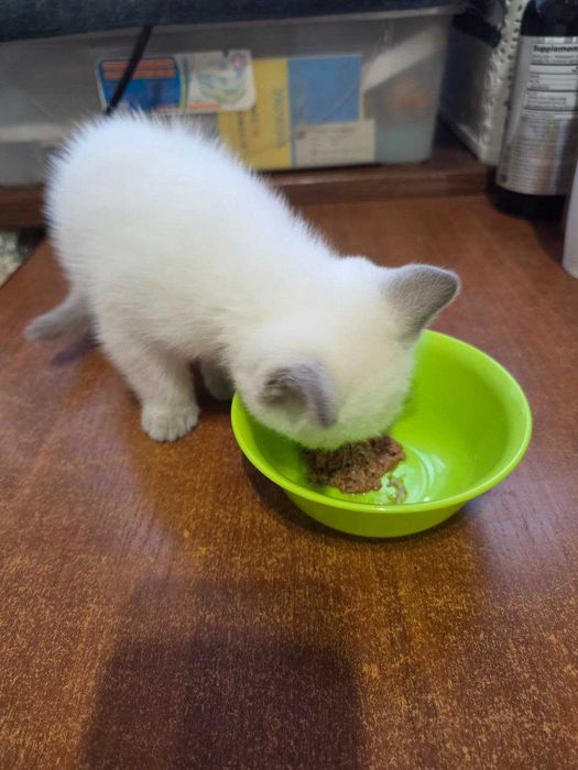 Милые умные сестрички ищут хозяев