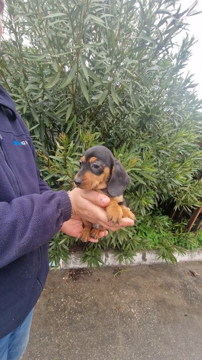 Teckel Preto Afogueado Macho