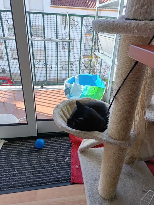 Gata preta de 7 meses para adopção