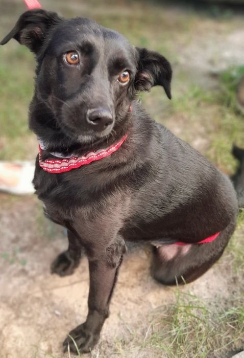 Особлива собачка, собака!