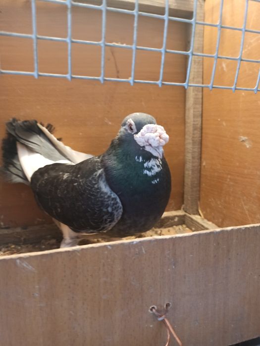 Gołębie staropolskie samiec