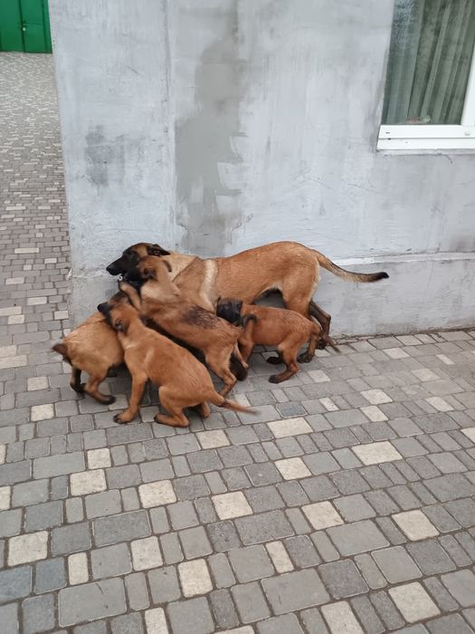Продам цуценят бельгійської вівчарки
