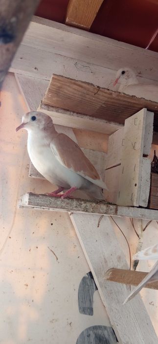 Rolas  malhadas saudáveis