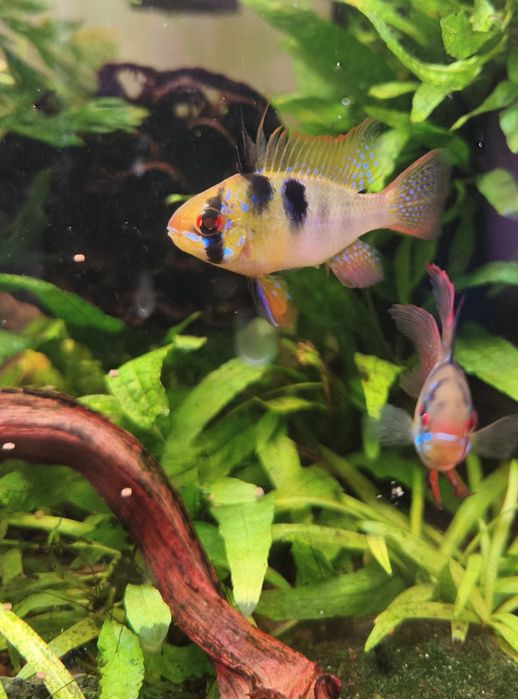 Ramirezis german blue adultos