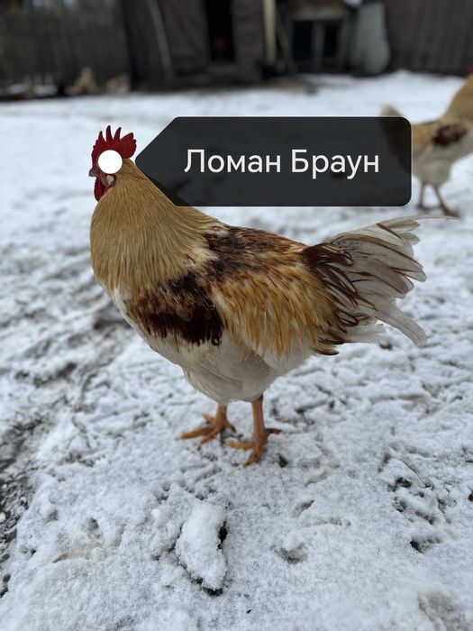 Несушки Ломан Браун Сенді Півники Півні Курчата Цыплята Циплята Добові