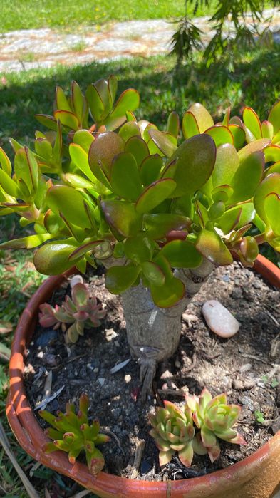 Suculenta jade tipo bonsai