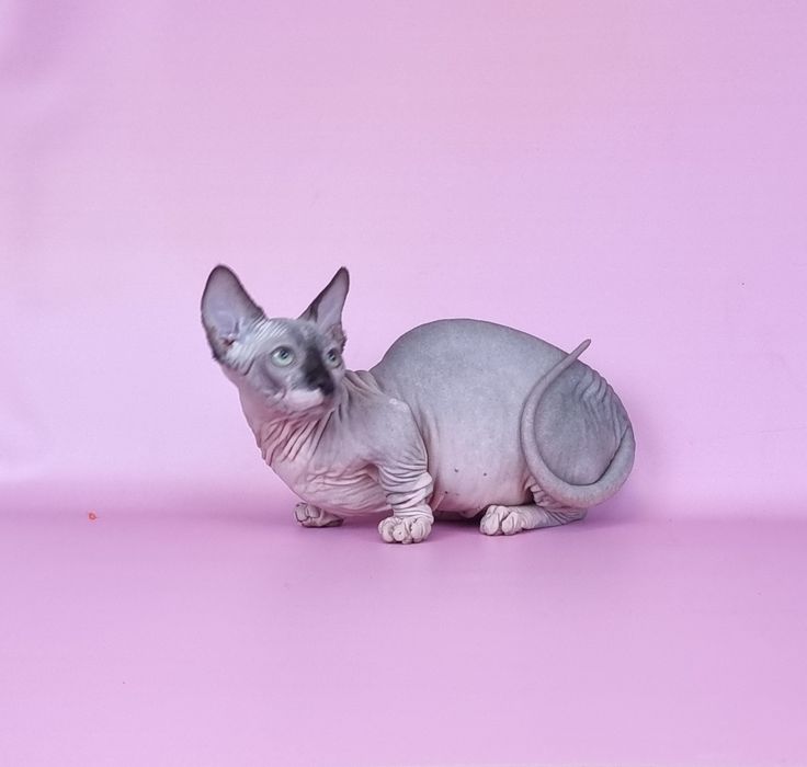 Бамбино мальчик предлагается